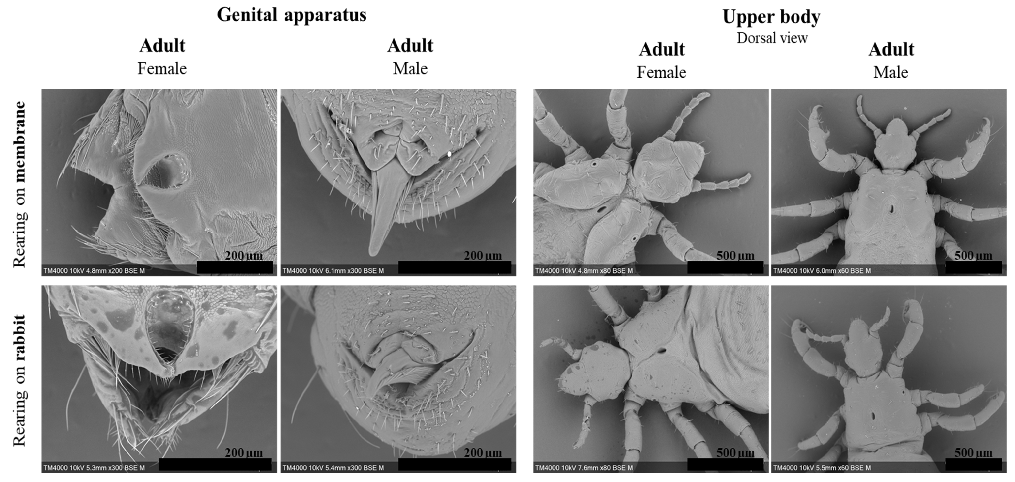 Insects 15 00145 g003 Insects 15 00145 g003