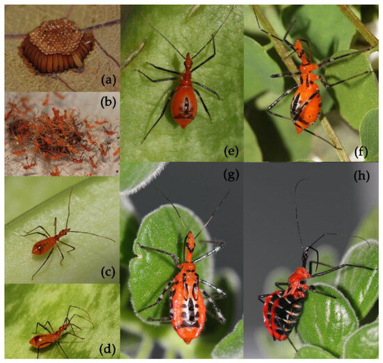 Insects 15 00165 g006