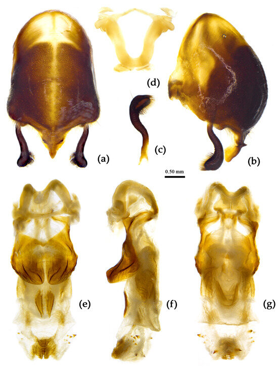 Insects 15 00165 g021