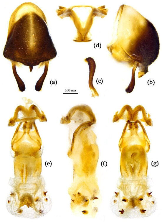 Insects 15 00165 g029