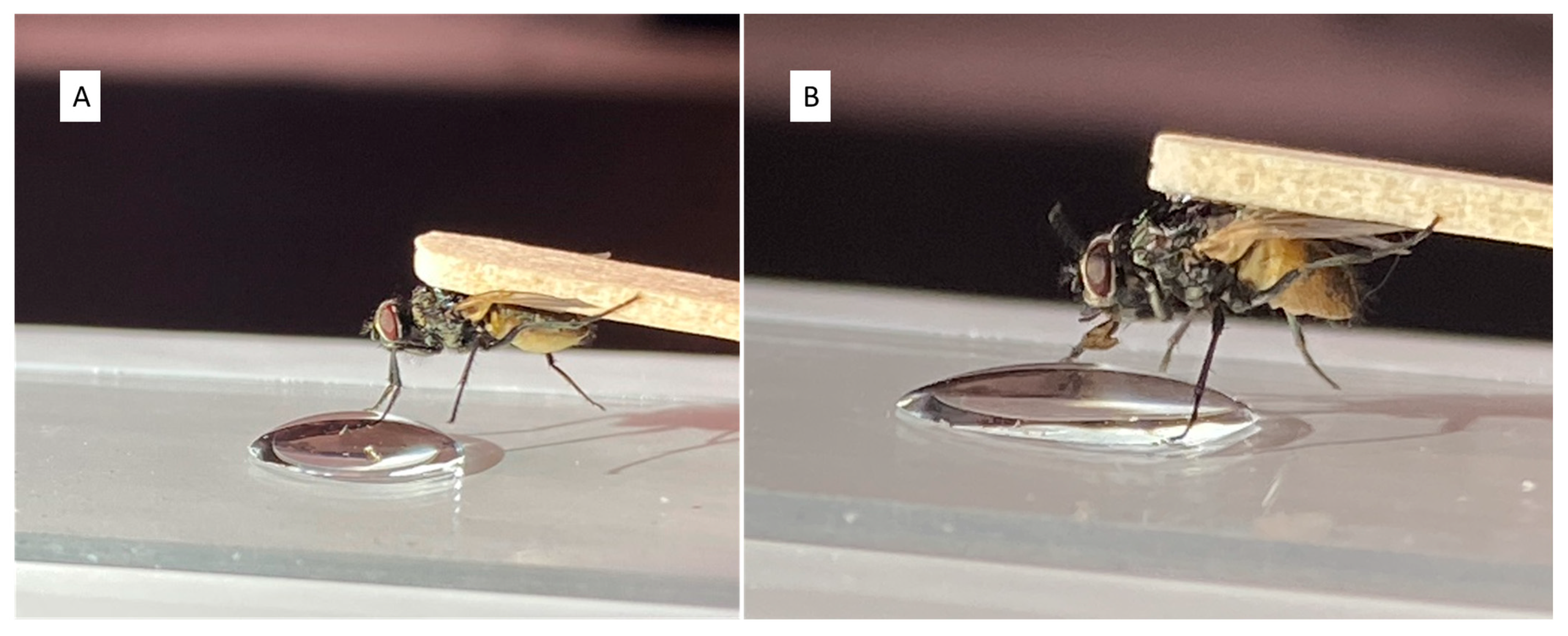 Insects 15 00168 g001