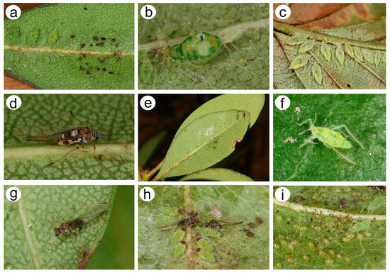 Insects 15 00182 g002