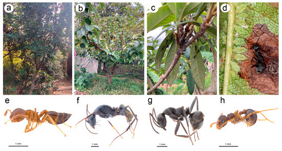 Insects 15 00182 g004