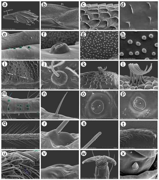 Insects 15 00182 g011