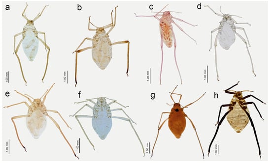 Insects 15 00182 g013