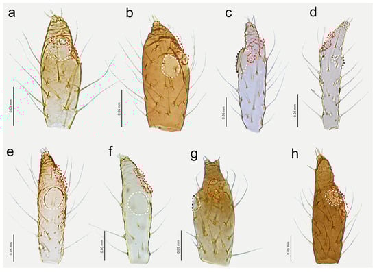 Insects 15 00182 g014