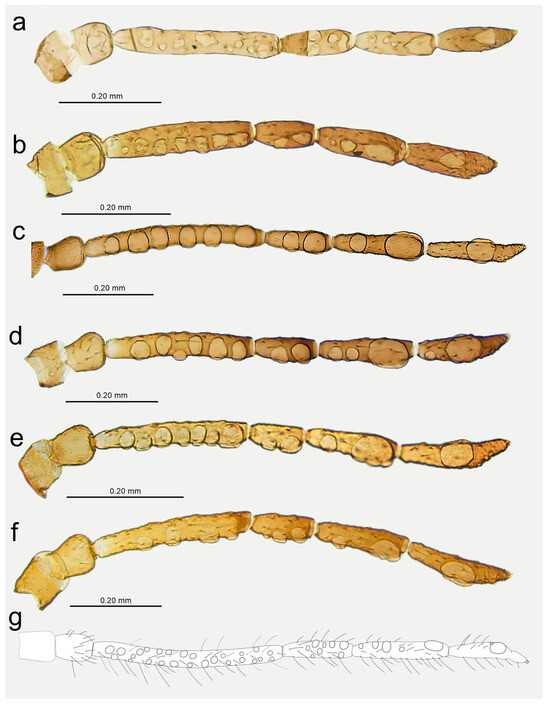 Insects 15 00182 g017