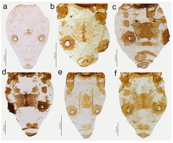 Insects 15 00182 g019