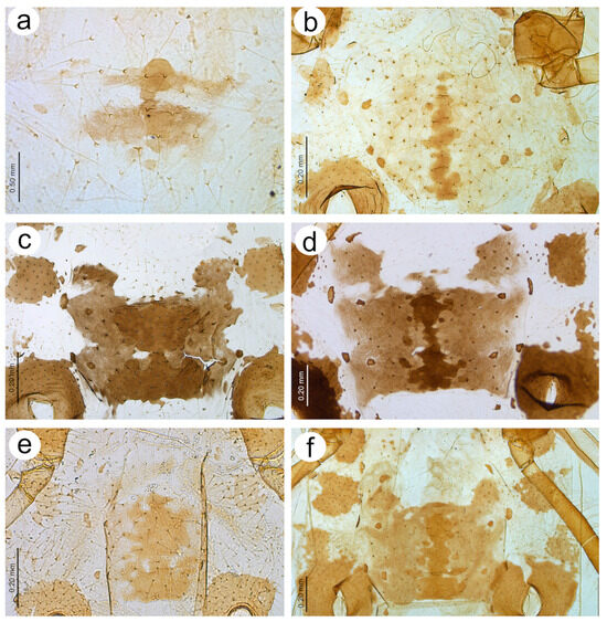 Insects 15 00182 g020