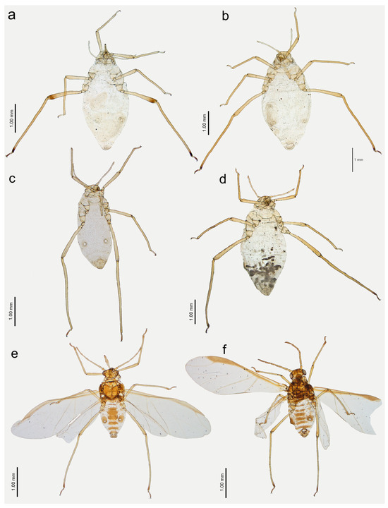 Insects 15 00182 g021