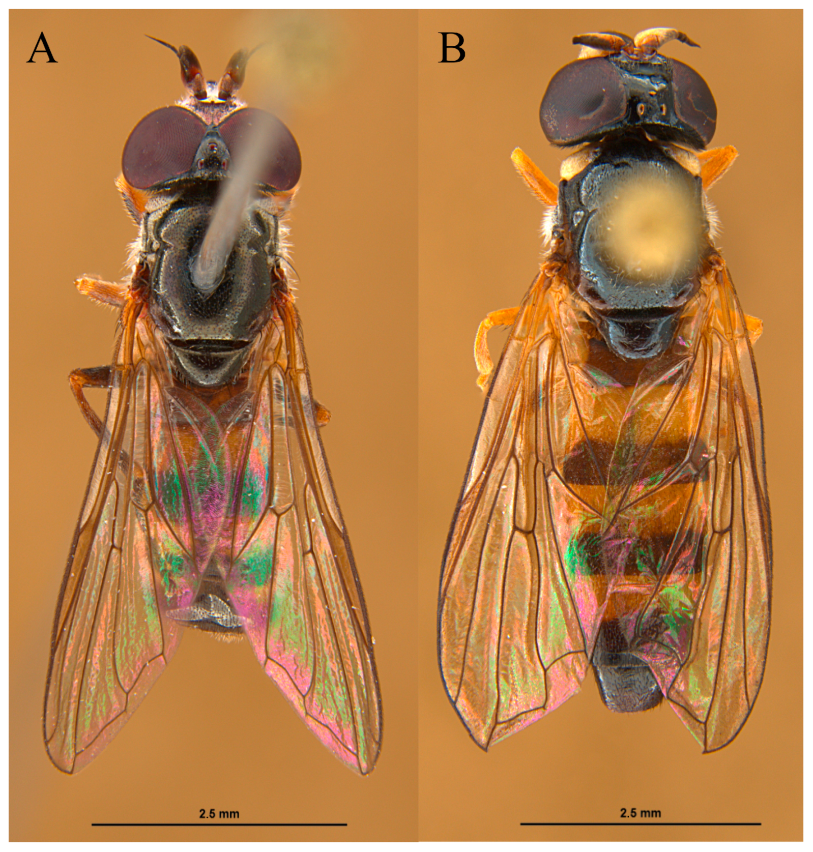 Insects 15 00191 g003