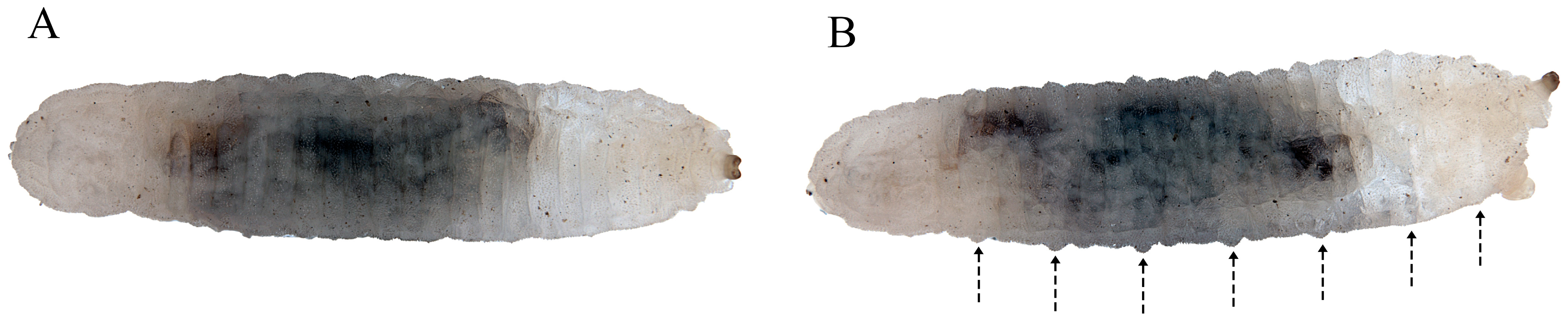 Insects 15 00191 g004