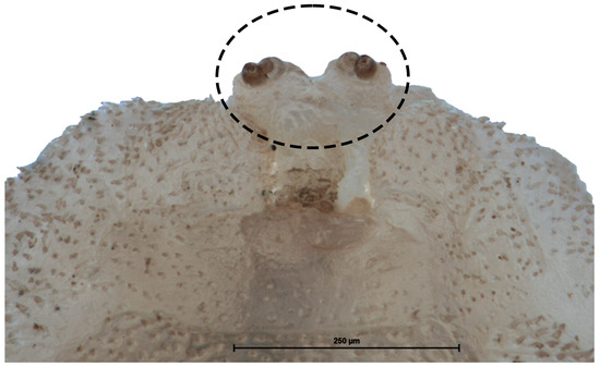 Insects 15 00191 g006