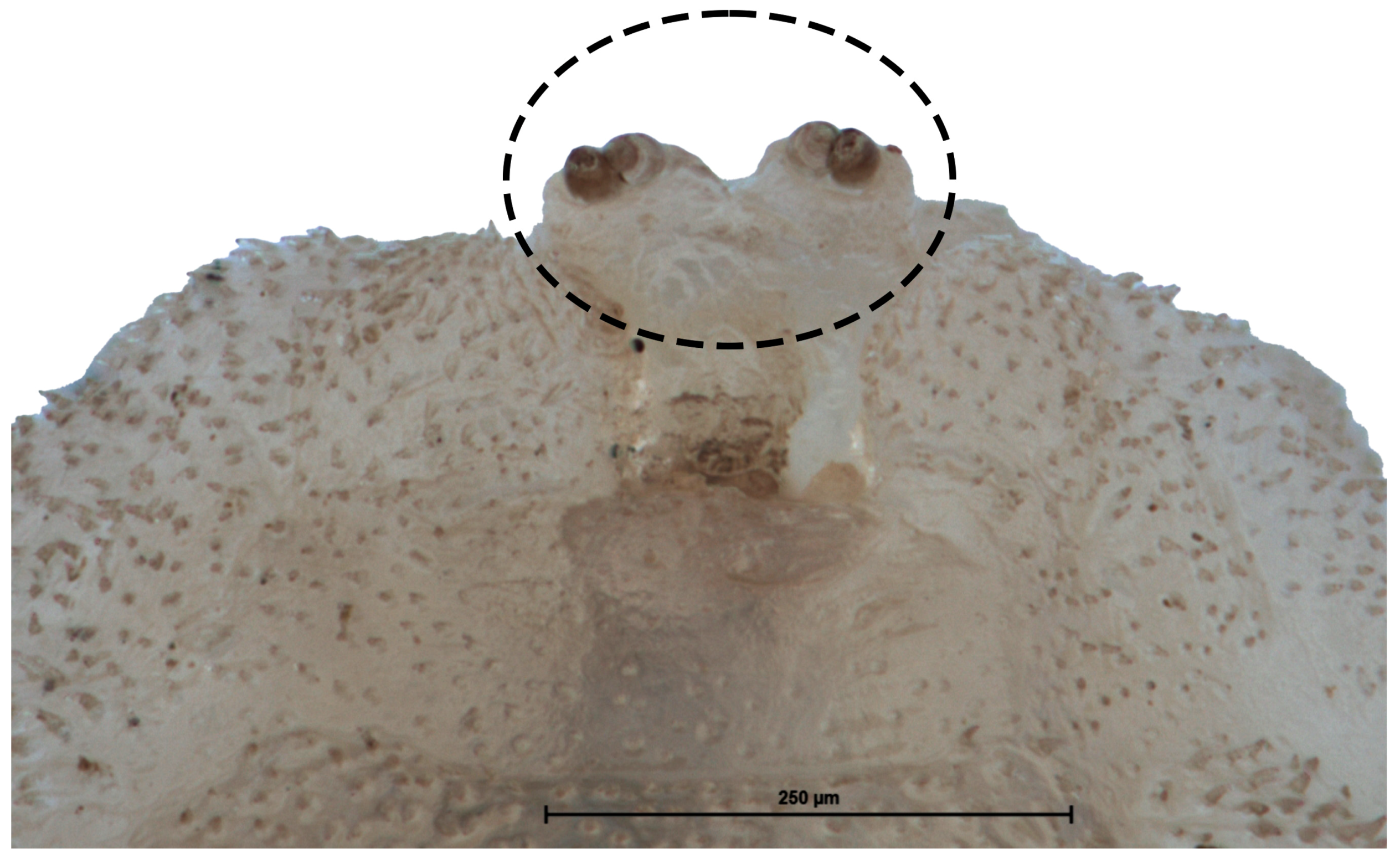 Insects 15 00191 g006