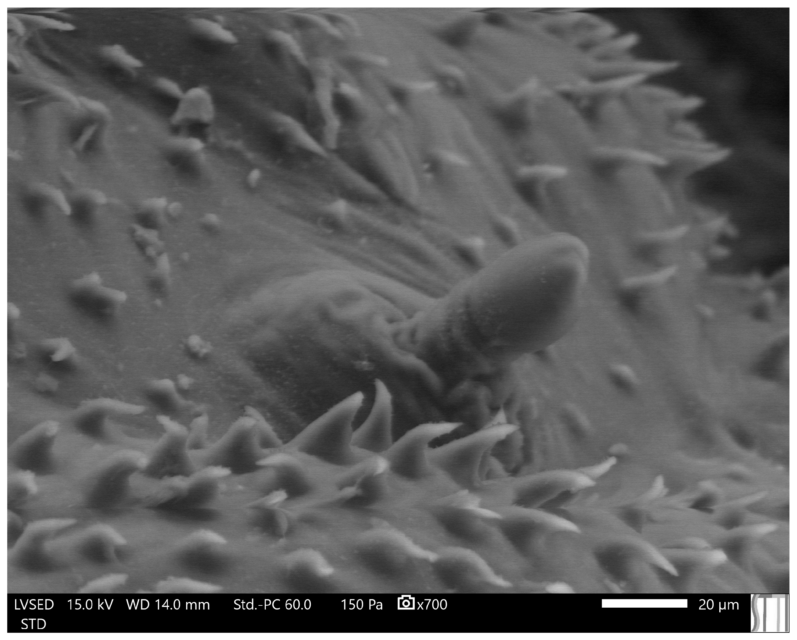 Insects 15 00191 g007