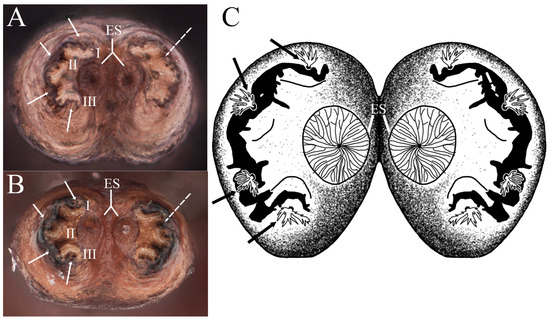 Insects 15 00191 g009
