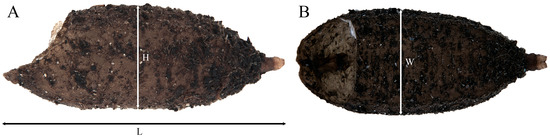 Insects 15 00191 g011