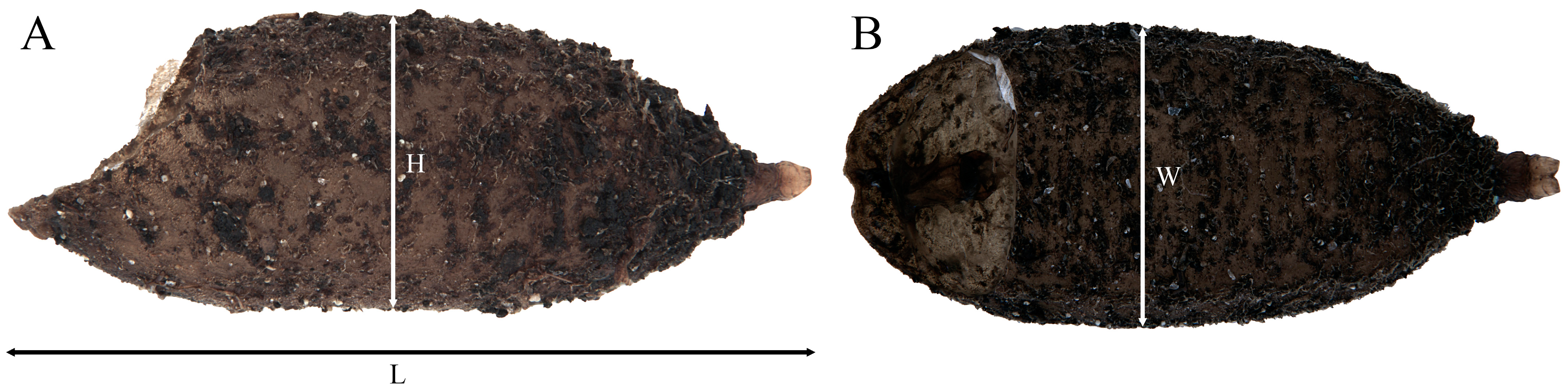 Insects 15 00191 g011