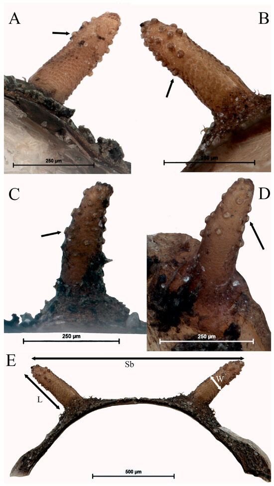 Insects 15 00191 g012