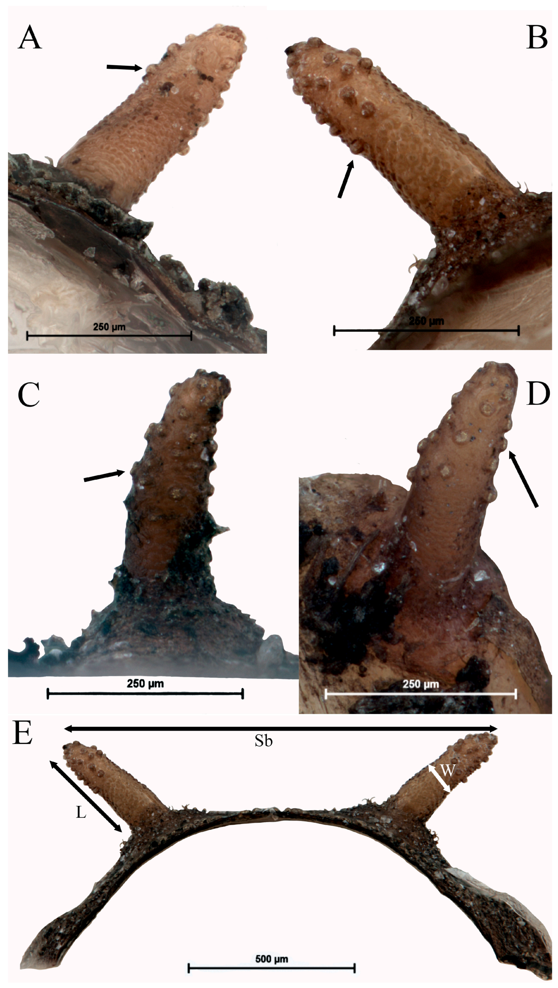 Insects 15 00191 g012