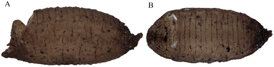 Insects 15 00191 g014