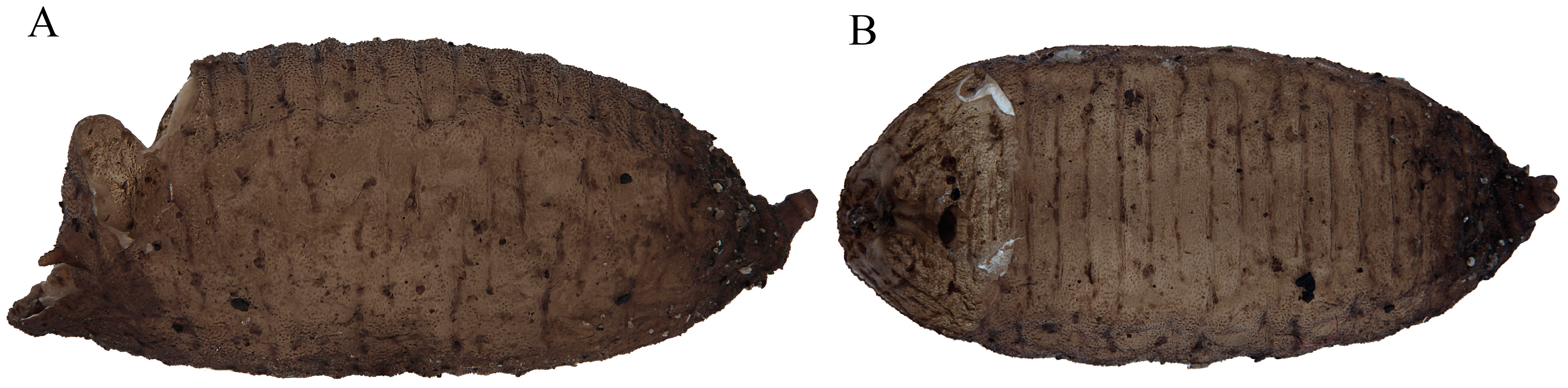 Insects 15 00191 g014