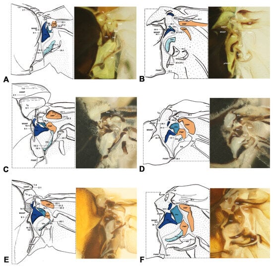 Insects 15 00199 g002