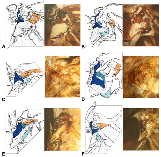 Insects 15 00199 g003