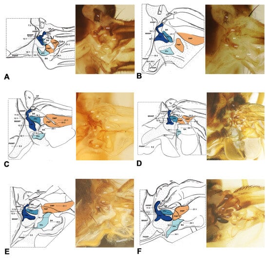 Insects 15 00199 g004