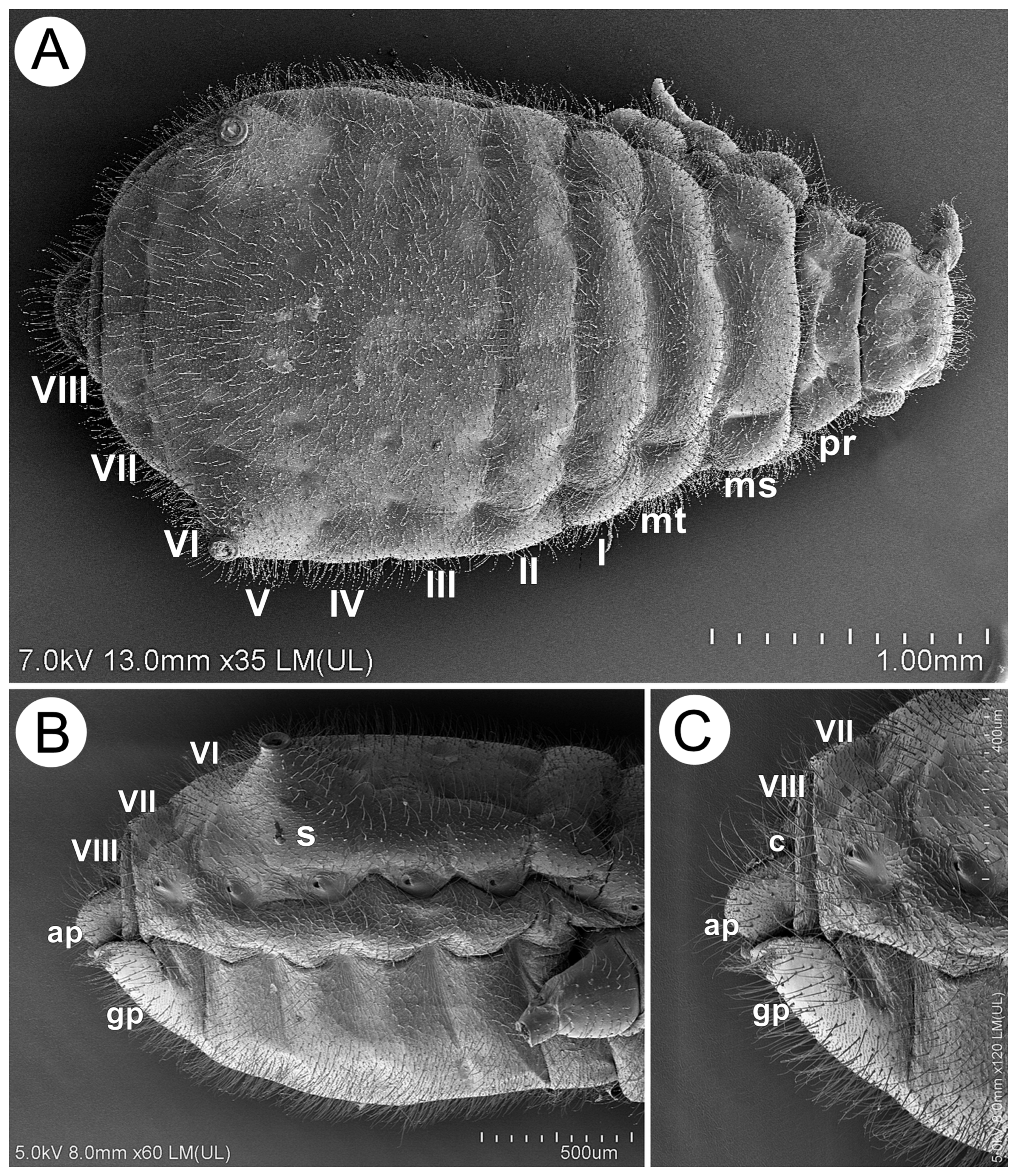 Insects 15 00203 g011 Insects 15 00203 g011