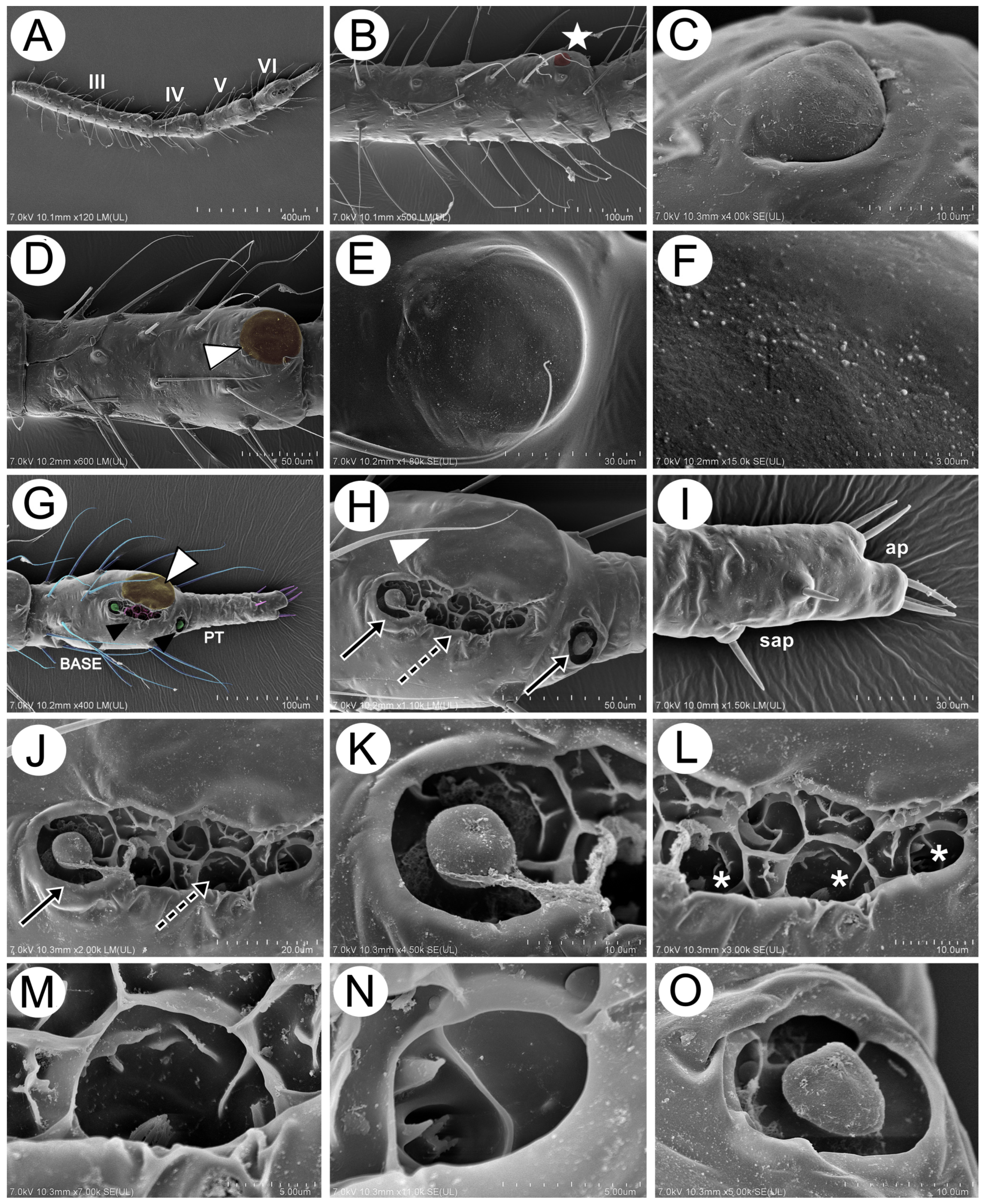 Insects 15 00203 g014 Insects 15 00203 g014