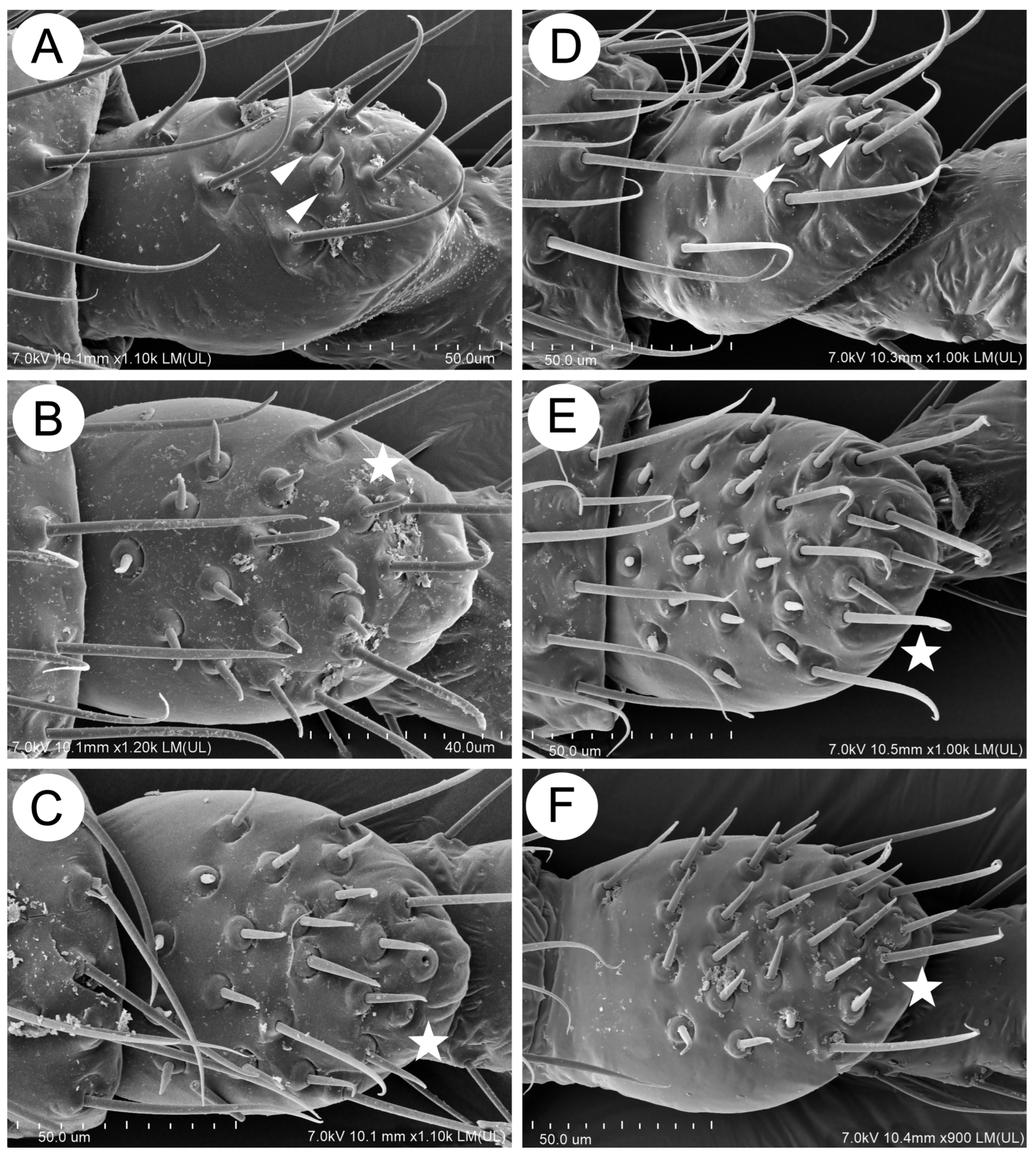 Insects 15 00203 g017 Insects 15 00203 g017
