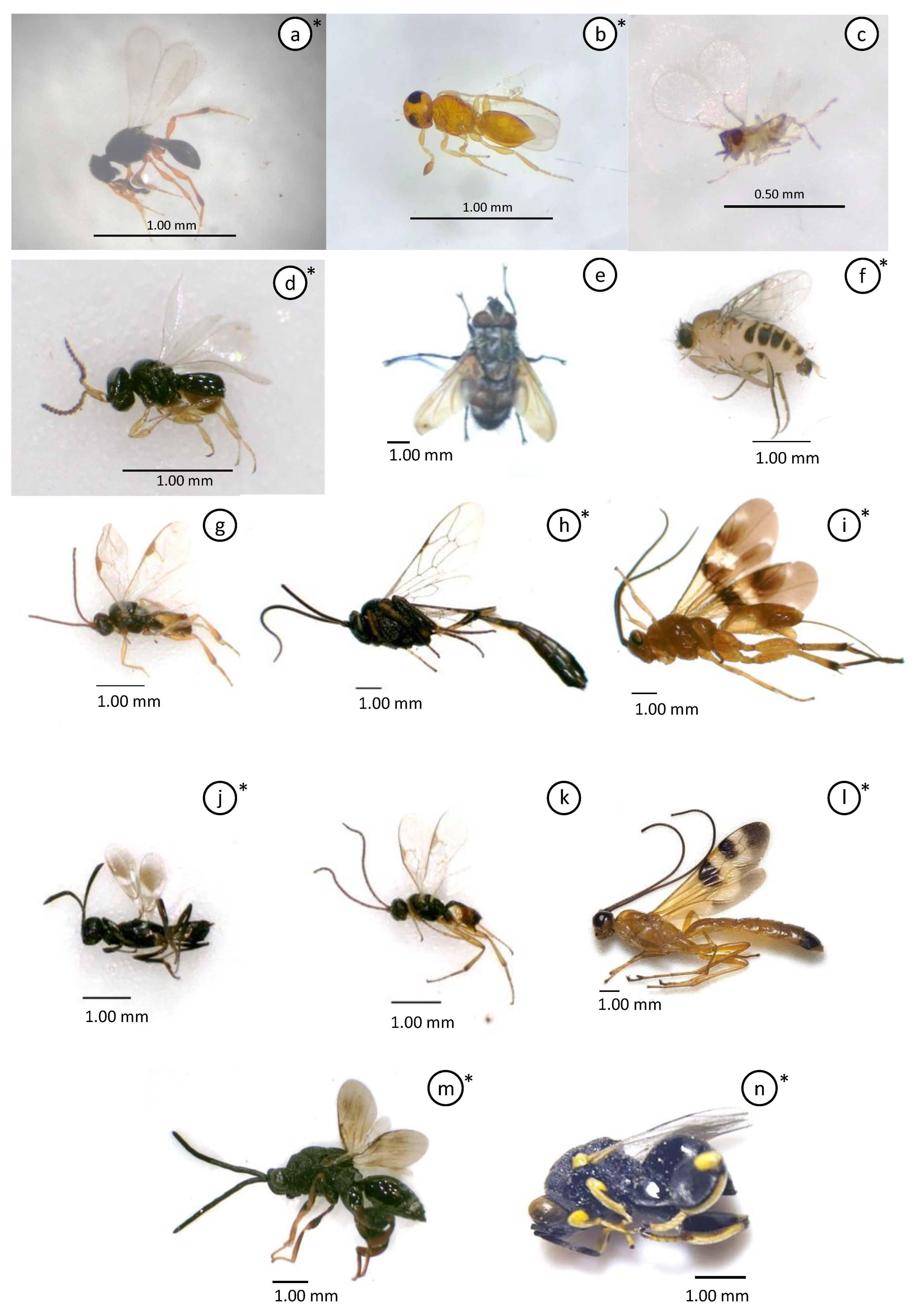 Insects 15 00205 g002