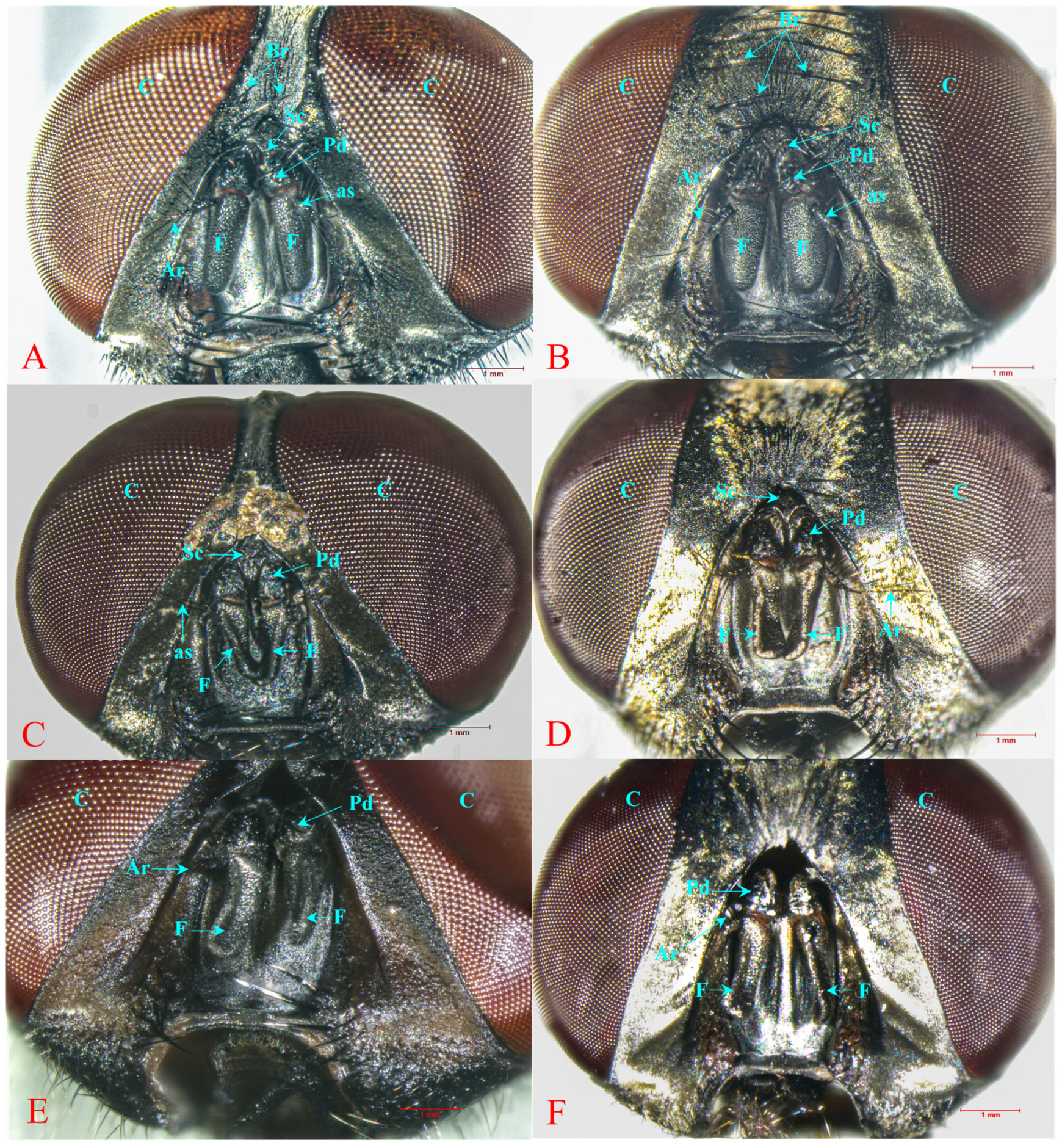 Insects 15 00210 g007