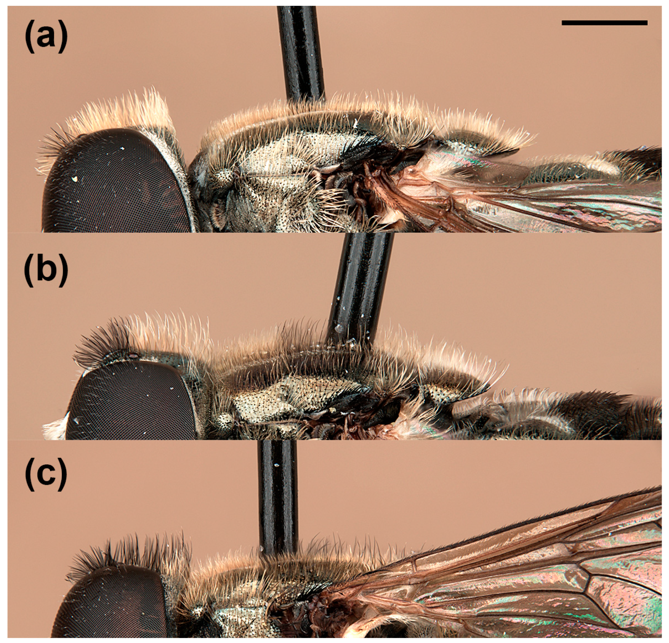 Insects 15 00239 g001