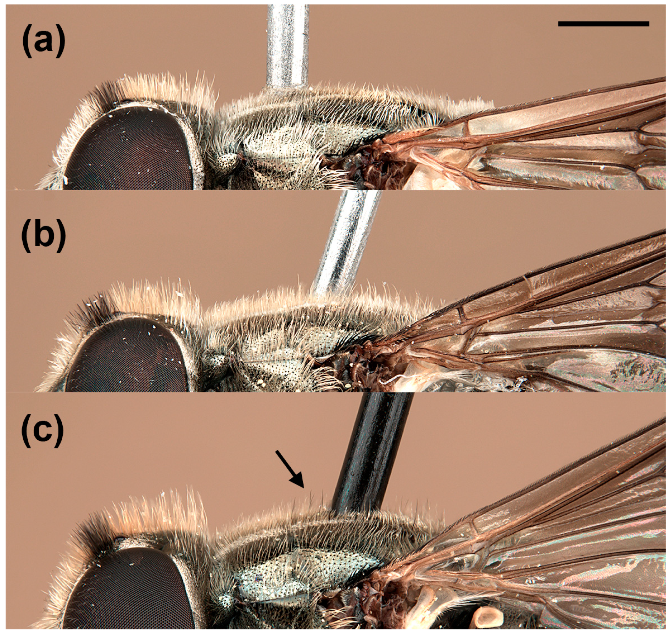 Insects 15 00239 g003