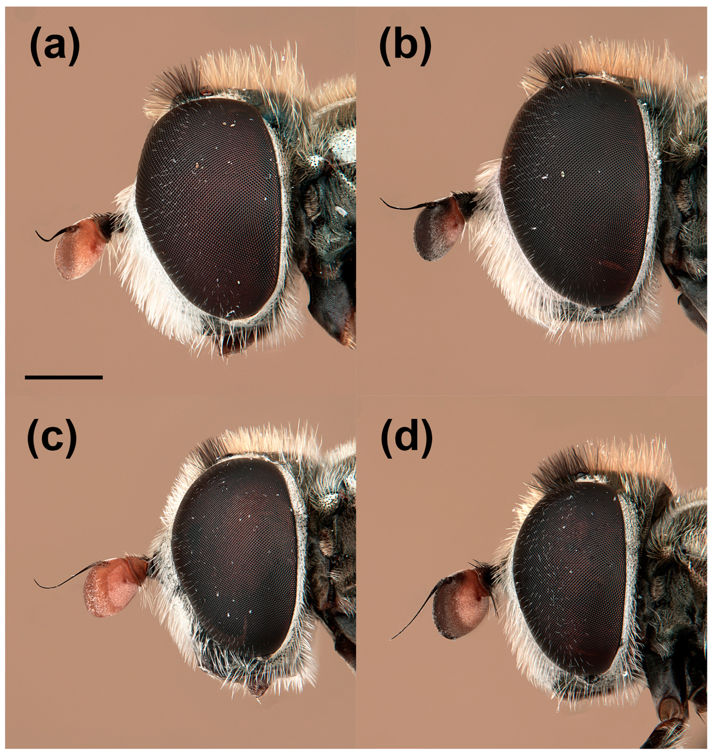 Insects 15 00239 g004