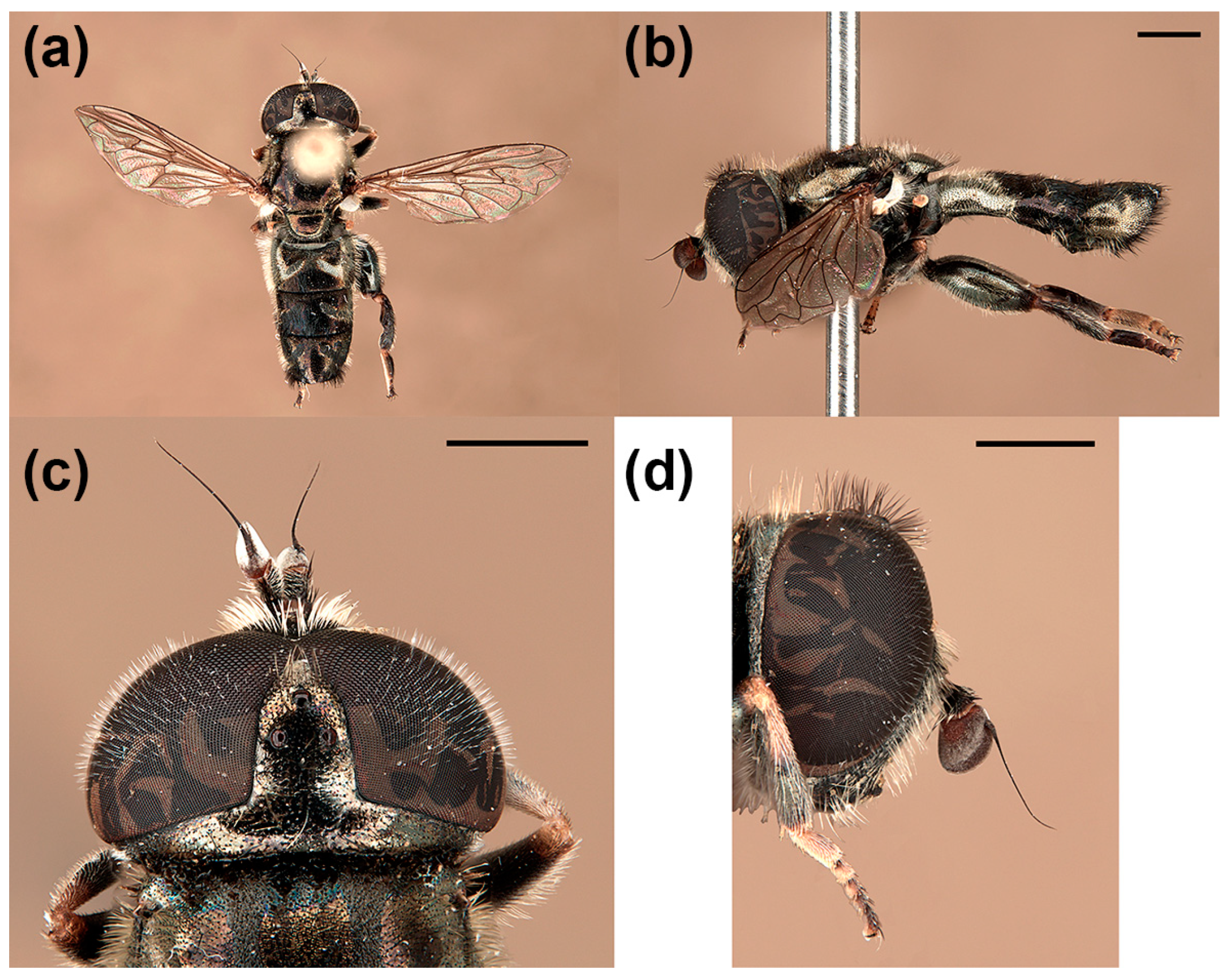 Insects 15 00239 g009