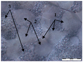 Insects 15 00244 i001