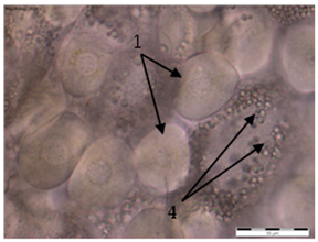 Insects 15 00244 i002