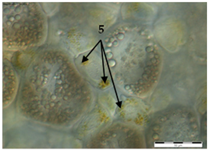 Insects 15 00244 i003