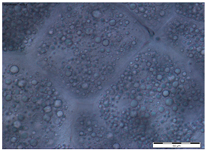 Insects 15 00244 i004