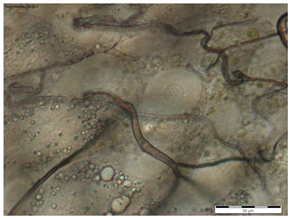 Insects 15 00244 i005