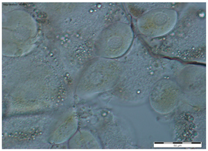 Insects 15 00244 i006