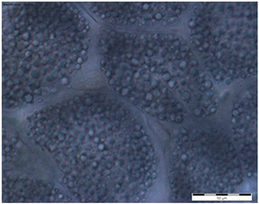 Insects 15 00244 i007