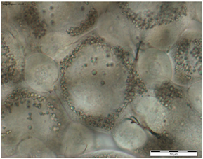 Insects 15 00244 i008