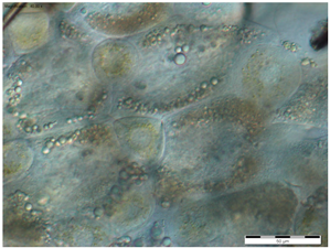 Insects 15 00244 i009