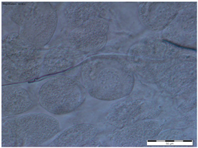 Insects 15 00244 i010