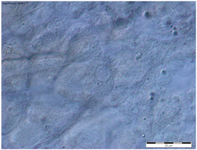 Insects 15 00244 i011