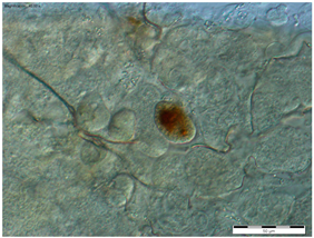 Insects 15 00244 i012